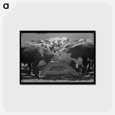アートポストカード-Yearling Steers at Salt Trough
 - ラッセル リー Postcard.