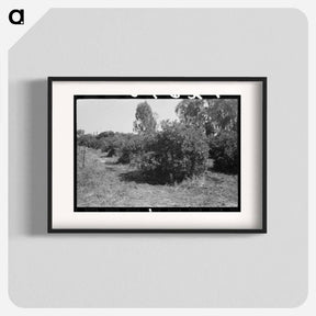 アートポスター-Orange Trees, Maricopa County
 - ラッセル リー Poster.
