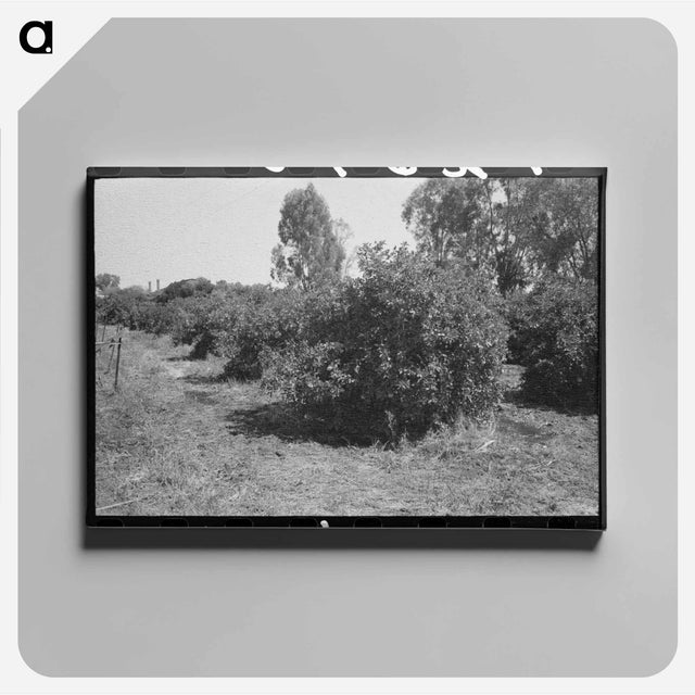 アートパネル-Orange Trees, Maricopa County
 - ラッセル リー Canvas.