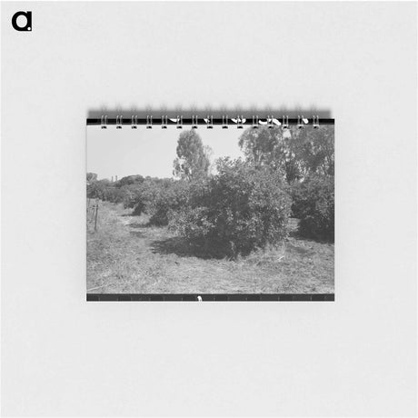 アートメモ帳-Orange Trees, Maricopa County
 - ラッセル リー Memo.