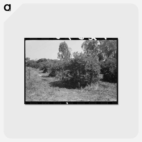 アートポストカード-Orange Trees, Maricopa County
 - ラッセル リー Postcard.