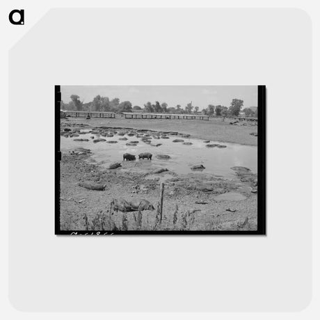 アートポストカード-Hog Pen and City Dump
 - ラッセル リー Postcard.