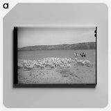 アートパネル-Shearing Goats, Kimble County
 - ラッセル リー Canvas.