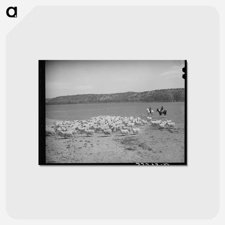 アートポストカード-Shearing Goats, Kimble County
 - ラッセル リー Postcard.
