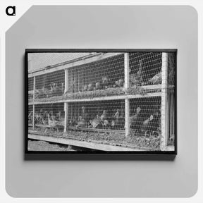 アートパネル-Turkeys in Pen
 - ラッセル リー Canvas.