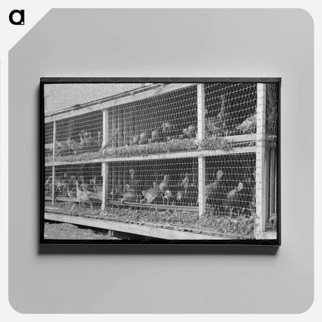 アートパネル-Turkeys in Pen
 - ラッセル リー Canvas.