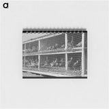 アートメモ帳-Turkeys in Pen
 - ラッセル リー Memo.