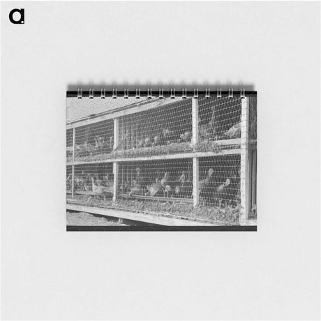 アートメモ帳-Turkeys in Pen
 - ラッセル リー Memo.