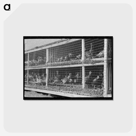 アートポストカード-Turkeys in Pen
 - ラッセル リー Postcard.