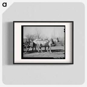 アートポスター-Mules. Creek County, Oklahoma
 - ラッセル リー Poster.