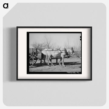 Mules. Creek County, Oklahoma
 - ラッセル リー Poster.