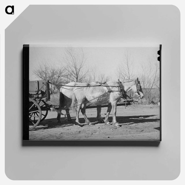 アートパネル-Mules. Creek County, Oklahoma
 - ラッセル リー Canvas.
