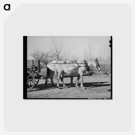 アートポストカード-Mules. Creek County, Oklahoma
 - ラッセル リー Postcard.