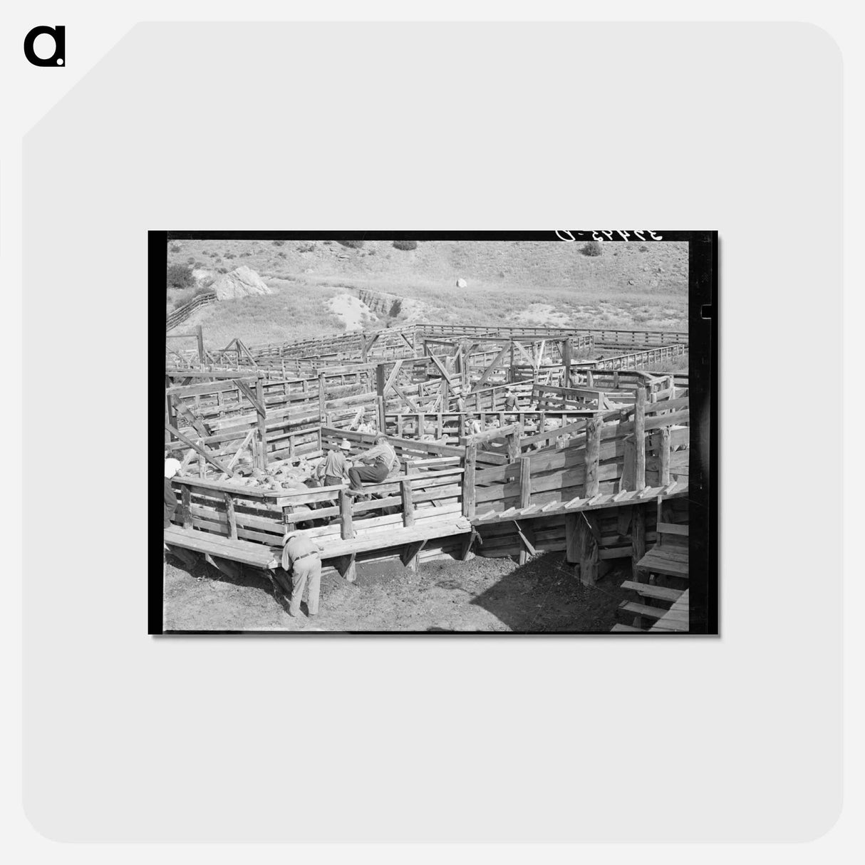 アートポストカード-Fat Lambs, Cimarron
 - ラッセル リー Postcard.