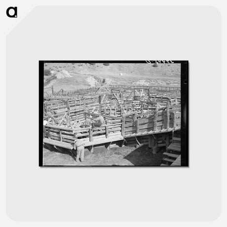アートポストカード-Fat Lambs, Cimarron
 - ラッセル リー Postcard.