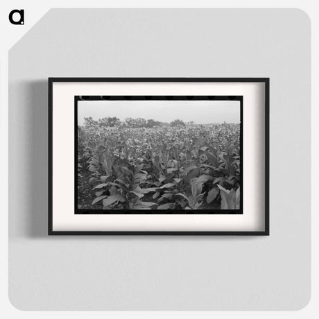 アートポスター-Field of Flowering Tobacco
- ラッセル リー Poster.