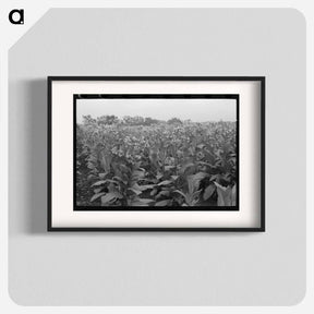 アートポスター-Field of Flowering Tobacco
 - ラッセル リー Poster.
