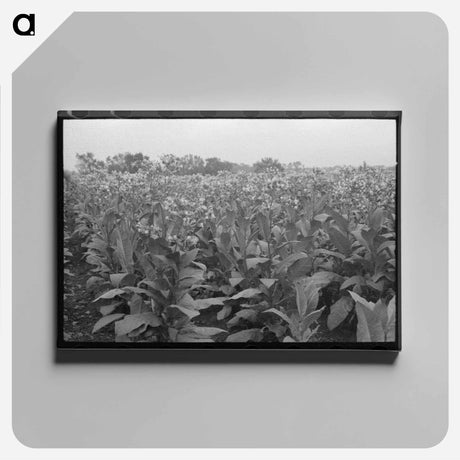 アートパネル-Field of Flowering Tobacco
 - ラッセル リー Canvas.