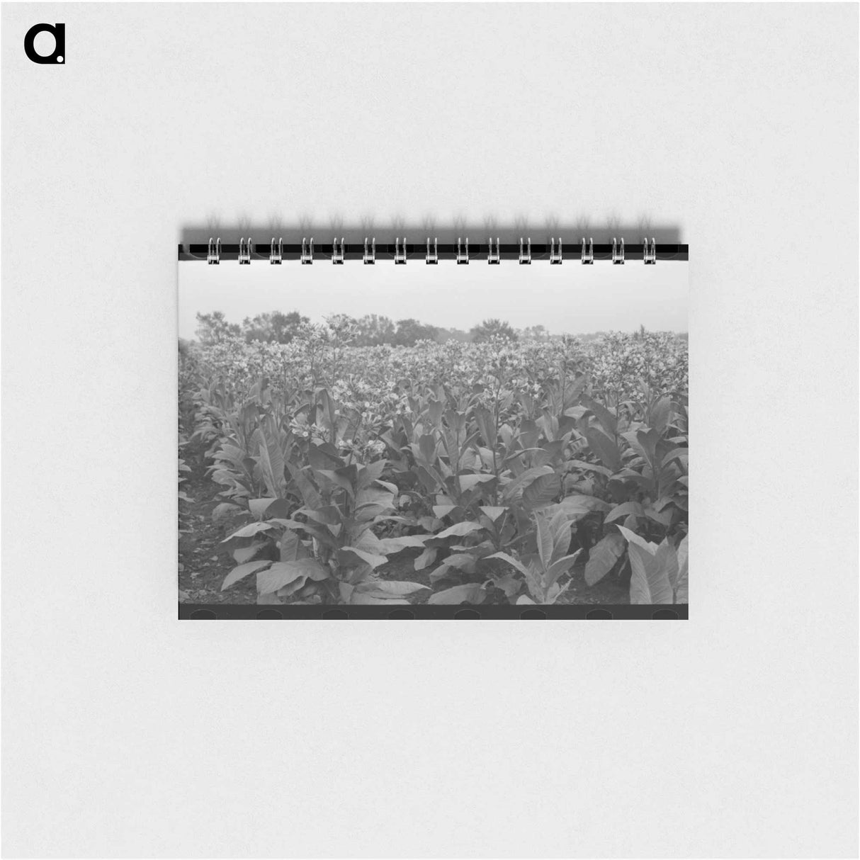 アートメモ帳-Field of Flowering Tobacco
 - ラッセル リー Memo.