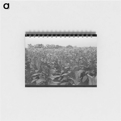 アートメモ帳-Field of Flowering Tobacco
 - ラッセル リー Memo.