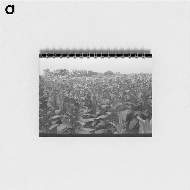 アートメモ帳-Field of Flowering Tobacco
 - ラッセル リー Memo.