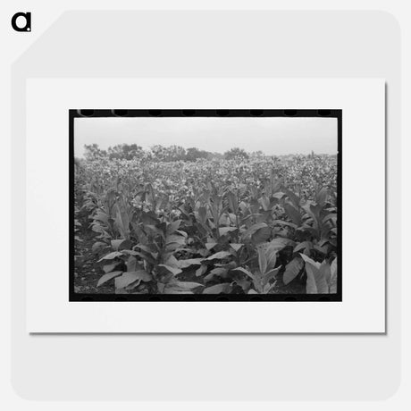 アートポスター-Field of Flowering Tobacco
- ラッセル リー Poster.