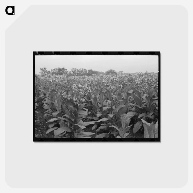 アートポストカード-Field of Flowering Tobacco
 - ラッセル リー Postcard.