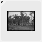 アートポストカード-Mission Valley Tent Camp
 - ラッセル リー Postcard.