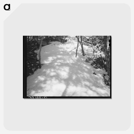 アートポストカード-Shadows on Snow
 - ラッセル リー Postcard.