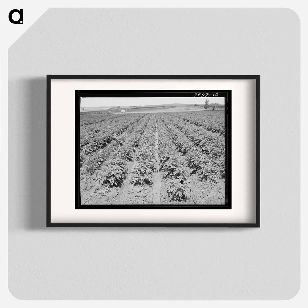 アートポスター-Irrigated Potato Field
- ラッセル リー Poster.