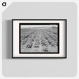 アートポスター-Irrigated Potato Field
- ラッセル リー Poster.