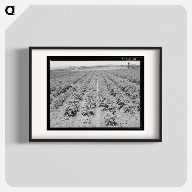 アートポスター-Irrigated Potato Field
- ラッセル リー Poster.