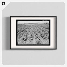アートポスター-Irrigated Potato Field
 - ラッセル リー Poster.