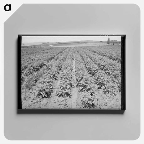 アートパネル-Irrigated Potato Field
 - ラッセル リー Canvas.