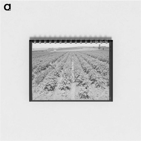 アートメモ帳-Irrigated Potato Field
 - ラッセル リー Memo.