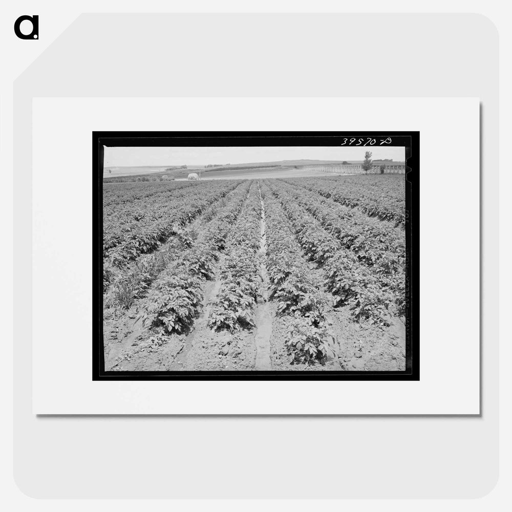 アートポスター-Irrigated Potato Field
- ラッセル リー Poster.