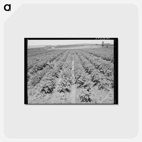 アートポストカード-Irrigated Potato Field
 - ラッセル リー Postcard.