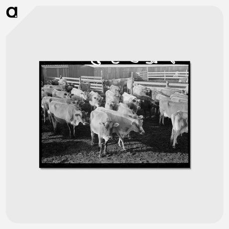 アートポストカード-Jersey Cows at Dairy
 - ラッセル リー Postcard.