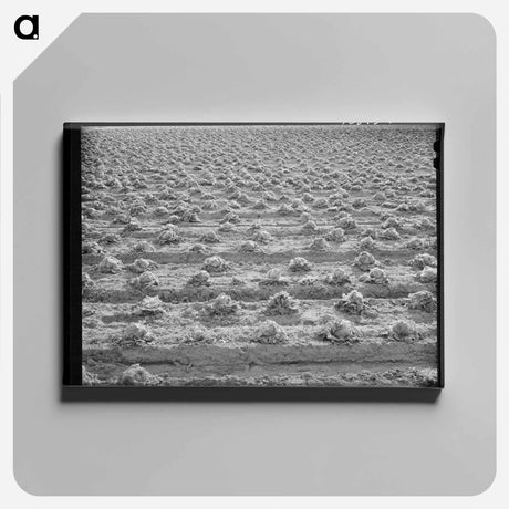 アートパネル-Rotting Lettuce
 - ラッセル リー Canvas.