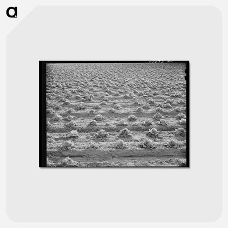 アートポストカード-Rotting Lettuce
 - ラッセル リー Postcard.