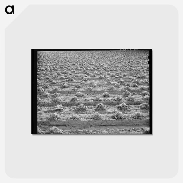 アートポストカード-Rotting Lettuce
 - ラッセル リー Postcard.