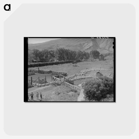 アートポストカード-Driving Fat Lambs
 - ラッセル リー Postcard.