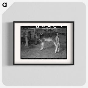 アートポスター-Calf at Casa Grande Farms
 - ラッセル リー Poster.