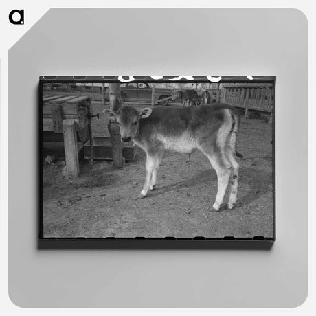 アートパネル-Calf at Casa Grande Farms
 - ラッセル リー Canvas.