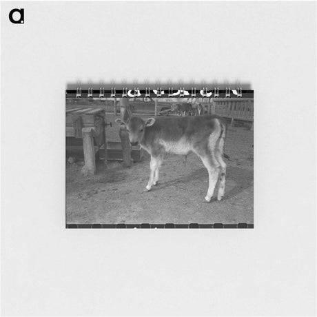 アートメモ帳-Calf at Casa Grande Farms
 - ラッセル リー Memo.