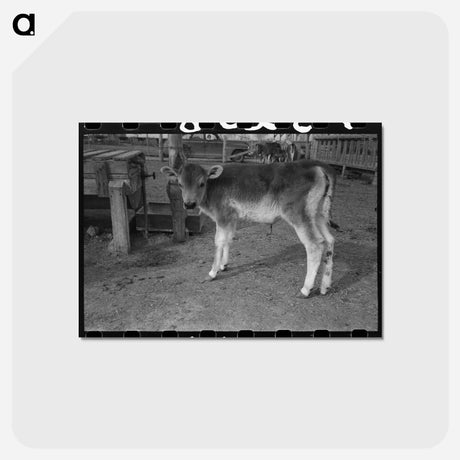 アートポストカード-Calf at Casa Grande Farms
 - ラッセル リー Postcard.