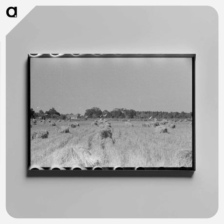 アートパネル-Cranes in Rice Field
 - ラッセル リー Canvas.