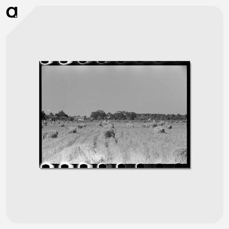 アートポストカード-Cranes in Rice Field
 - ラッセル リー Postcard.