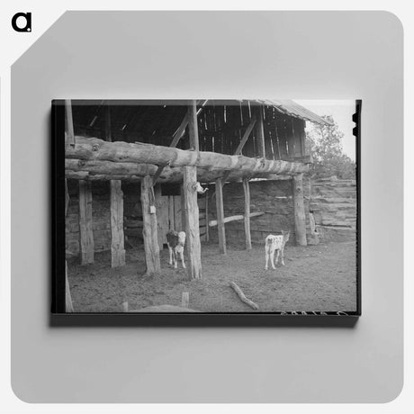 アートパネル-Calves in the Slab Barn
 - ラッセル リー Canvas.