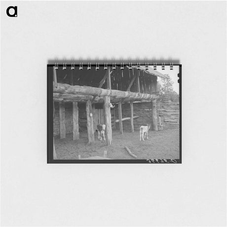 アートメモ帳-Calves in the Slab Barn
 - ラッセル リー Memo.